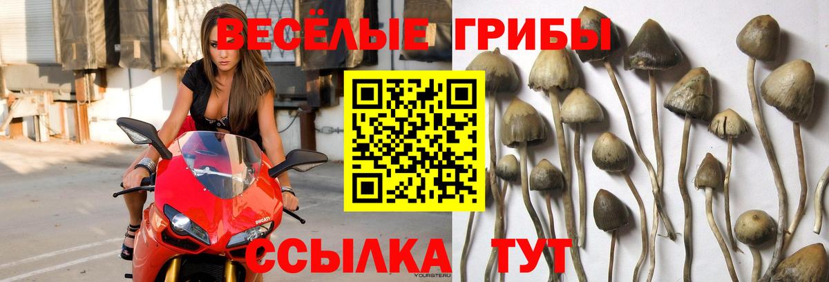 Псилоцибиновые грибы Psilocybe Кунгур